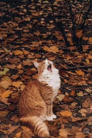 рыжий кот зевает в осеннем лесу 
