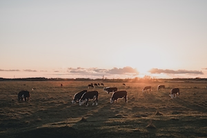 Коровы пасутся на траве под эффектным закатом