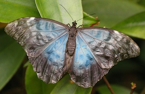 крупная бабочка с раскрытыми крыльями, крупный план 