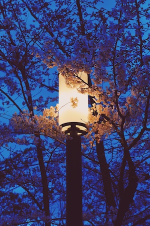 Цветущие ветки дерева сакура, общий план, фонарь, свет фонаря ночью 