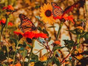 оранжевые бабочки сидят на цветущем кусте 