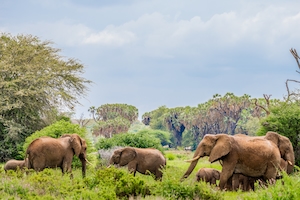 слоны посреди зеленого оазиса 