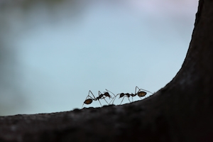 силуэт двух муравьев 