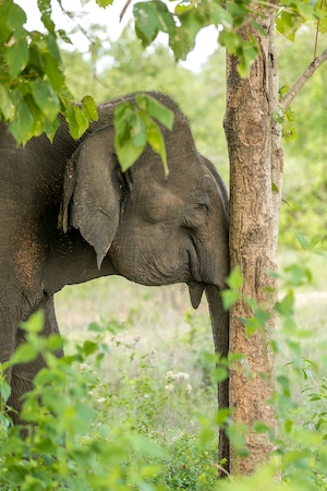слон у дерева 