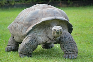 большая черепаха идет по траве 