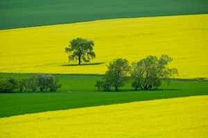 цветущее желтое и зеленое поле, границы между полями