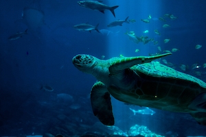 морская черепаха на фоне плавающих рыб