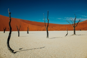 сухие деревья в пустыне, песок и дюны 