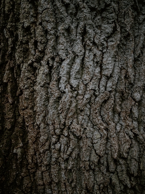 текстурированная кора дерева в лесу