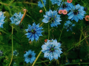 голубые цветы, стрекоза 