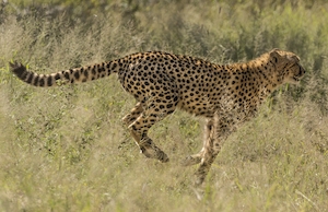 леопард бежит 