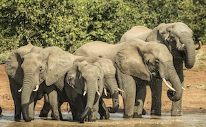 Слоны пьют воду
