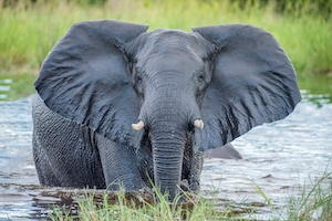 слон купается в воде 