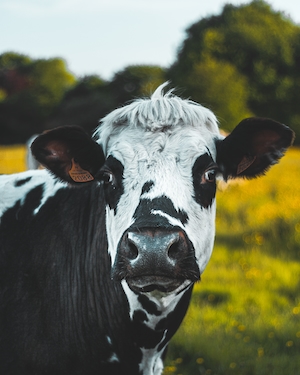 портрет коровы, корова смотрит в кадр, крупный план 