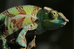 разноцветная рептилия, хамелеон в профиль, крупный план 