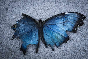 голубая бабочка с разорванными крыльями, крупный план 