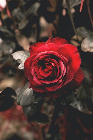 Цветок красной розы, крупный план 