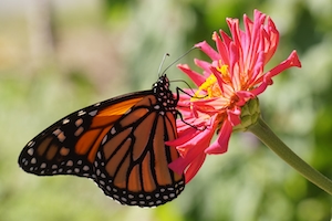 Бабочка-монарх на розовом цветке в цветочном саду.