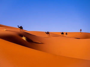 песчаная дюна, пески в пустыне, пейзаж в пустыне, верблюды 