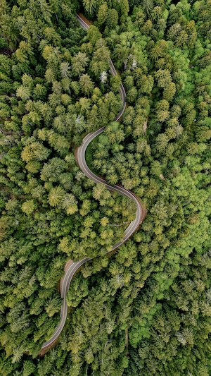 фото хвойного леса с высоты, дорога сквозь лес 