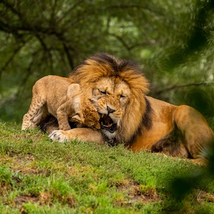 лев и львенок на траве 