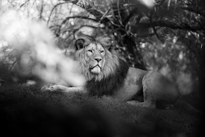 лев лежит под деревом, черно-белое фото