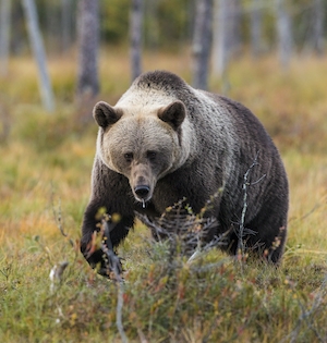 бурый медведь в лесу, крупный план 