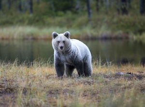 помесь белого и бурого медведей в дикой природе 