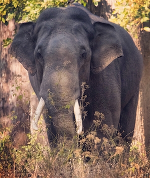 фотография слона, смотрящего в кадр 