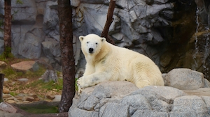 белый медведь сидит на камне 