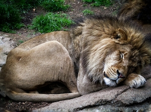 лев спит 