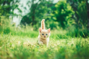 Котенок бежит по траве 