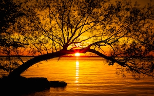 Под изгибом дерева, силуэт кроны дерева против солнца на закате над водой 