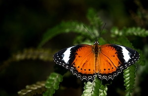 Оранжевая кружевная бабочка садится на папоротник в оранжерее ботанического сада Кэрнса,