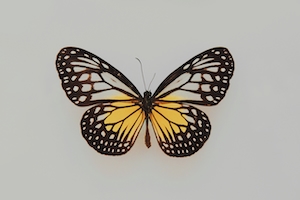 бабочка с раскрытыми крыльями, крупный план 