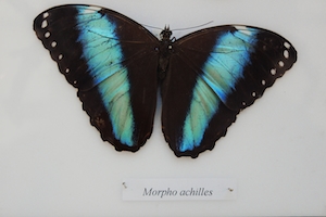 бабочка с голубыми полосками на белом фоне, крупный план 