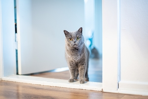 серый кот в дверном проеме 