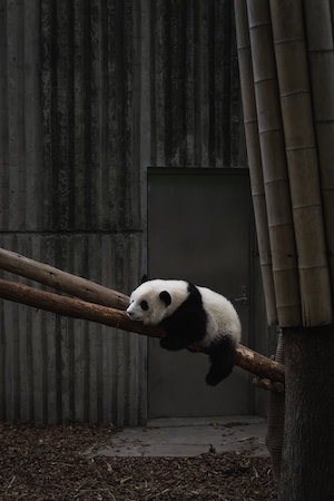 панда лежит на бамбуковых стволах 