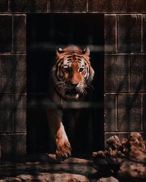 тигр в вольере 