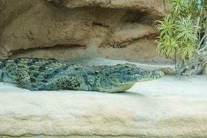 крокодил лежит на гладкой поверхности 