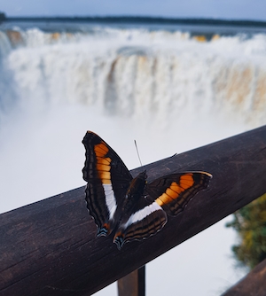 бабочка с раскрытыми крыльями на фоне водопада, крупный план 