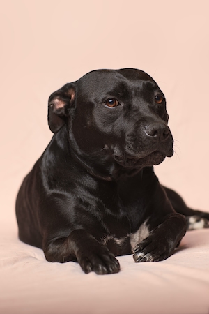 черная собака на розовом фоне 