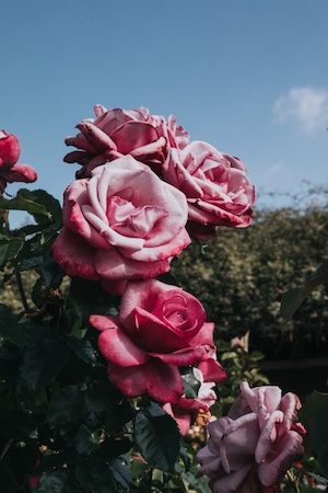 Розовые кустовые розы, розы на кустах, цветки розовых роз 