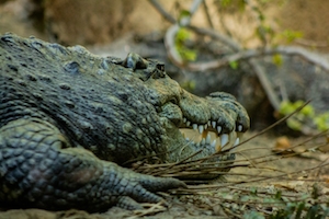 Крокодил на земле, крупный план 