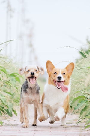 Две собаки бегут с высунутыми языками среди растений 