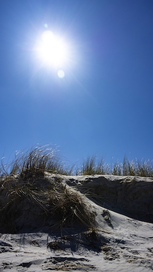 солнце днем на голубом небе, заросший песчаный пляж 