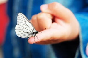 белая бабочка на пальце человека, крупный план