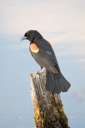 черная птичка с оранжевым акцентом, крупный план