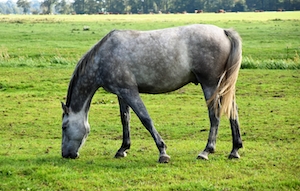 белая лошадь на поле ест траву 