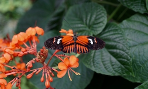 красно-черная бабочка с раскрытыми крыльями, крупный план 